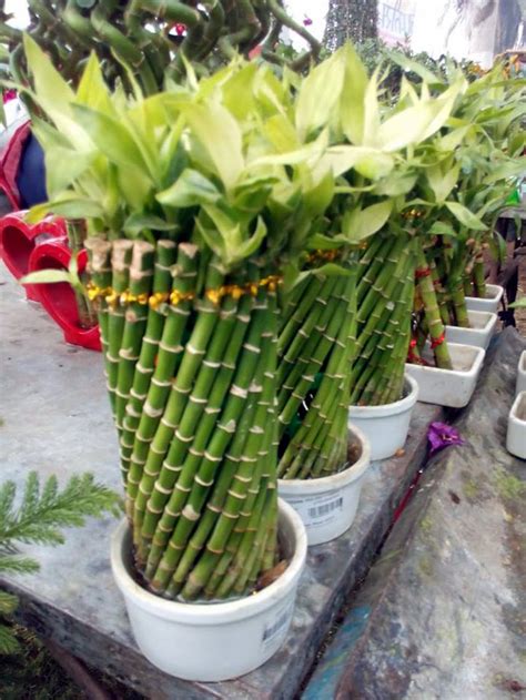 lucky bamboo amazon|how to maintain lucky bamboo.